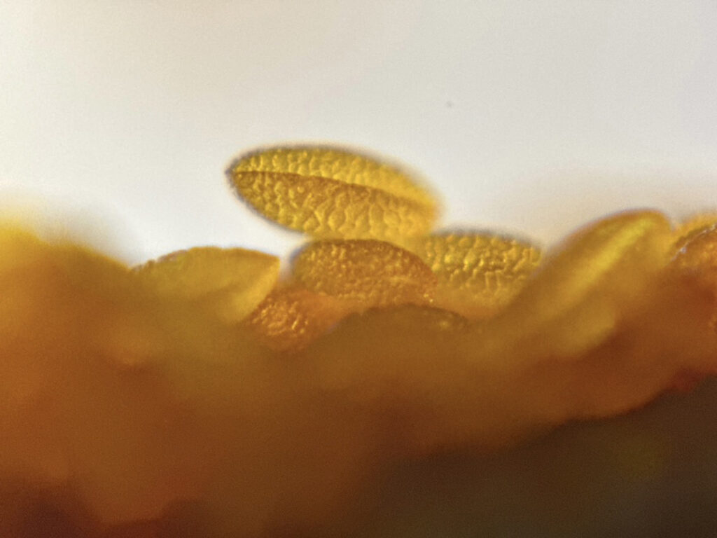 ユリの花粉